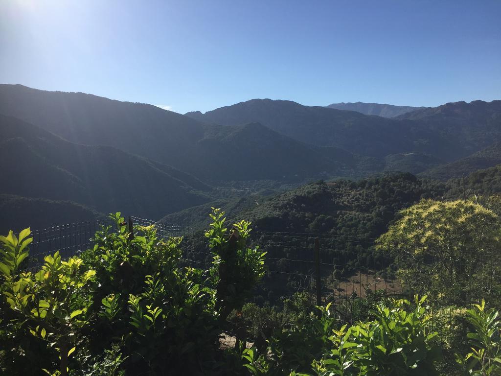 Maison De Vacances - Casa Mezanaccia Avec Terrasse Fleurie Meuble Tourisme 3 Etoiles Santa-Lucia-di-Tallano Phòng bức ảnh